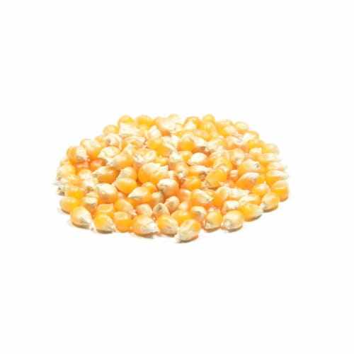 kukurydza-popcorn.jpg