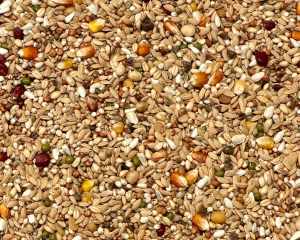 VANROBAEYS - F1 RECOVERY 20kg - Faza 1