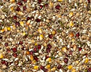 VANROBAEYS - F3 RECOVERY 20kg - Faza 3