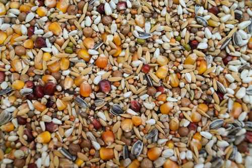 RX - Rozpłodowa Extra 20kg.jpg