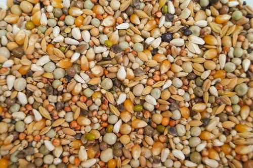 GDN - Gołębie Drobne Nasiona 20kg.jpg