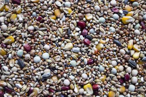 Gold Wings - ORDP19 OPTIMA.jpg